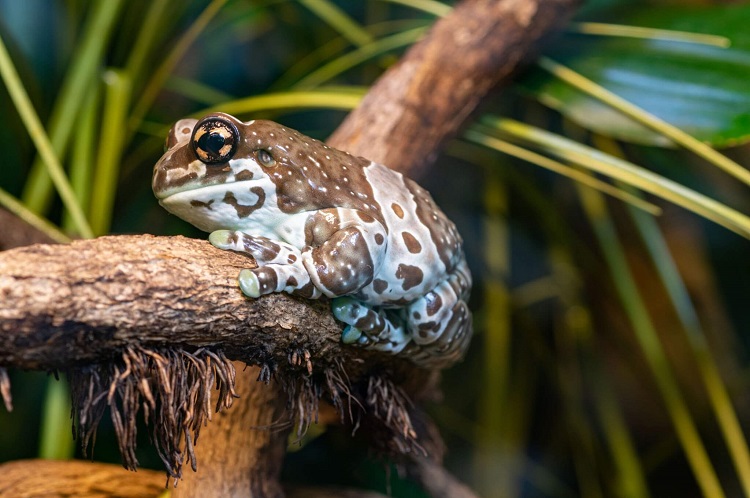 Golden Eyed Tree Frog - A Blue Blooded Creature