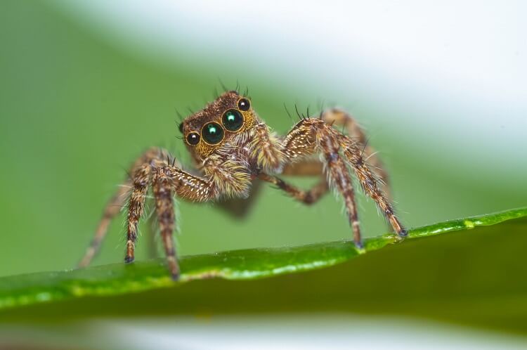 Spider - A Blue Blooded Creature