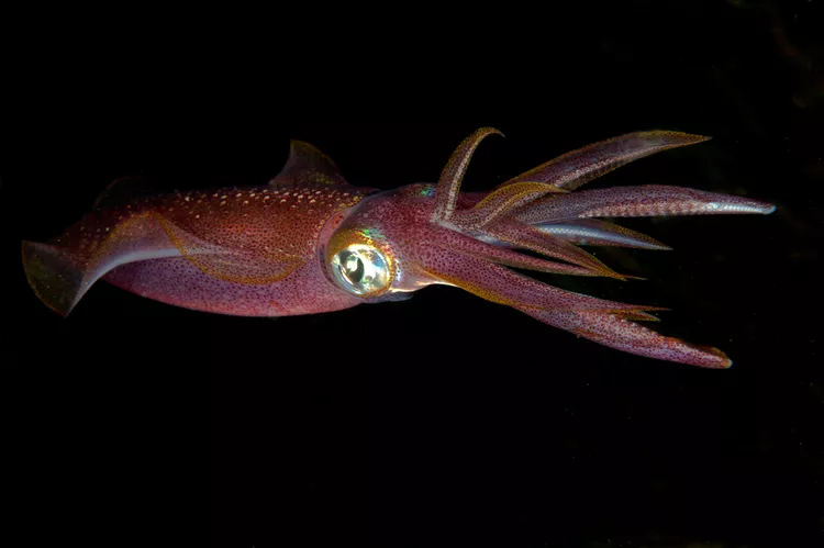 Squid - A Blue Blooded Creature