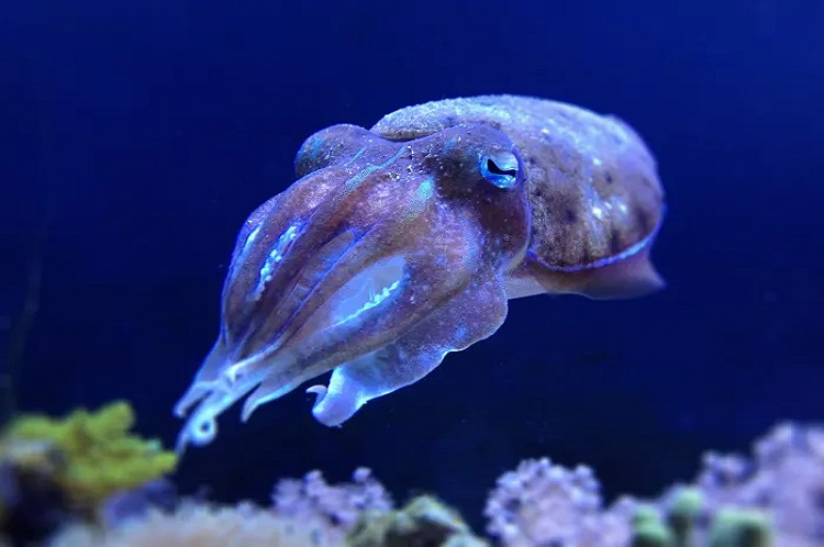 Cuttlefish - A blue blooded creature