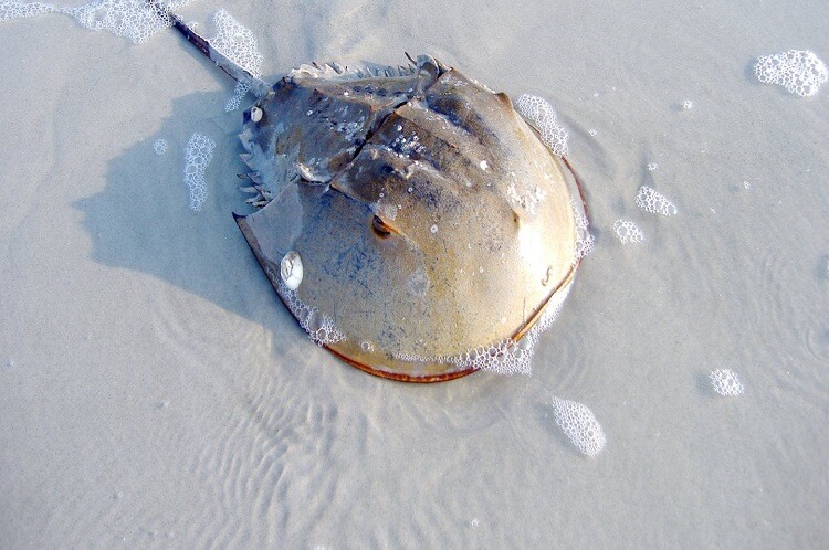 Horseshoe Crab - A Blue Blooded Creature