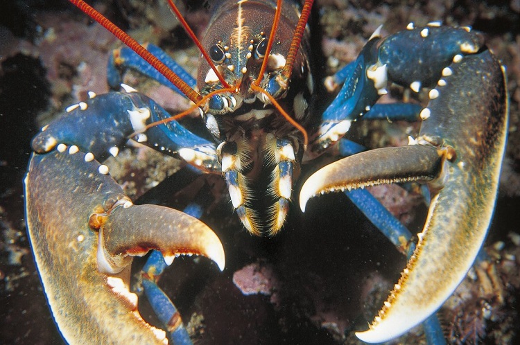 Lobster - A Blue blooded ceature