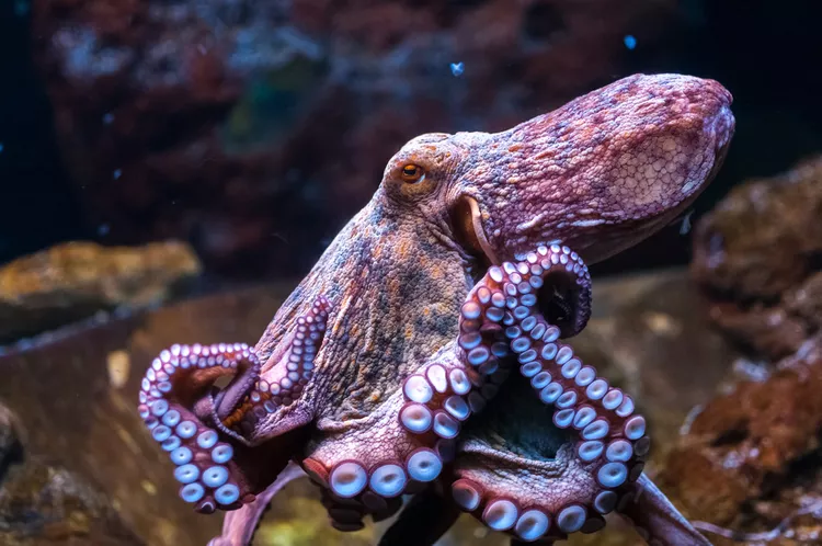 Octopus - A blue blooded animal