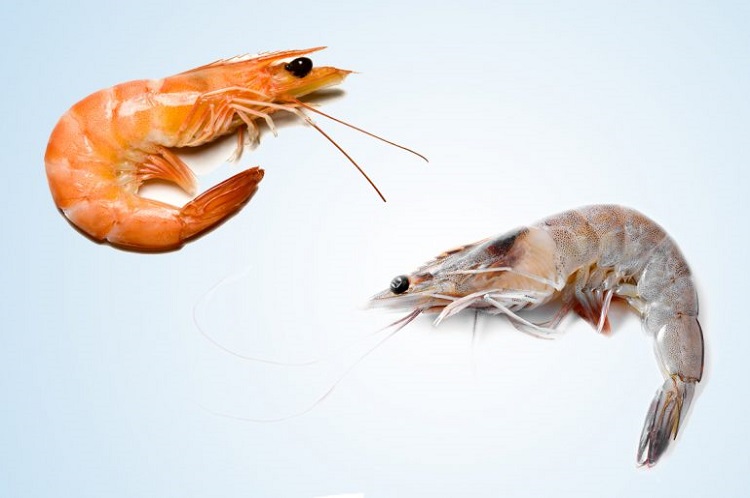 Prawn & Shrimp - Blue blooded creatures