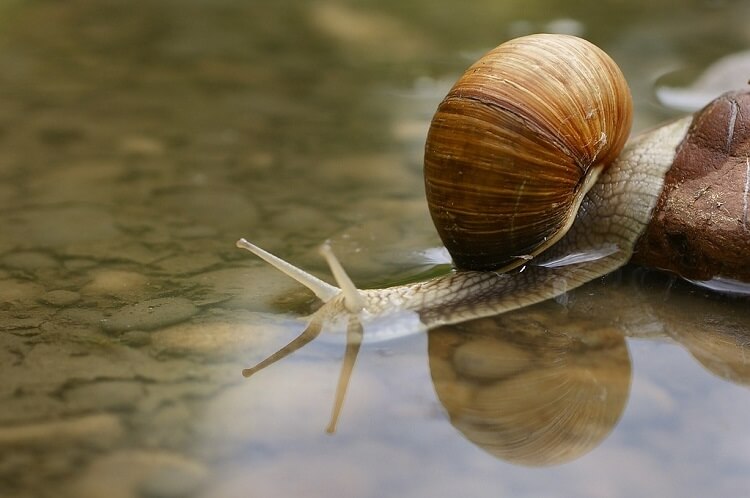 Snail - A blue blooded creature