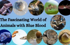 Fascinating World of Animals with Blue Blood