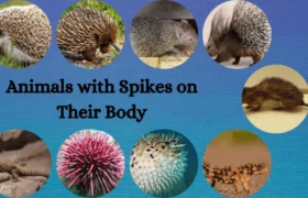 Animals with Spikes on Their Body