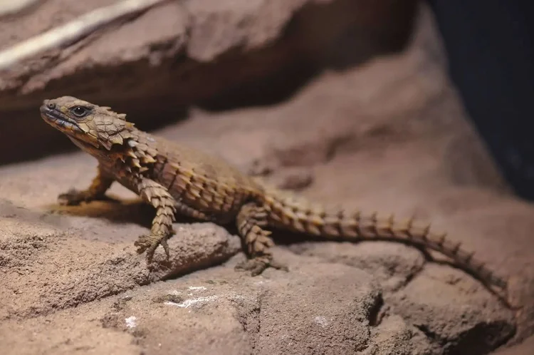 Armadillo Lizard - Animal with Spikes