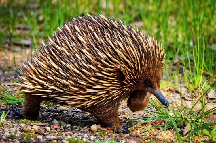 Echidna - Animal with Spikes