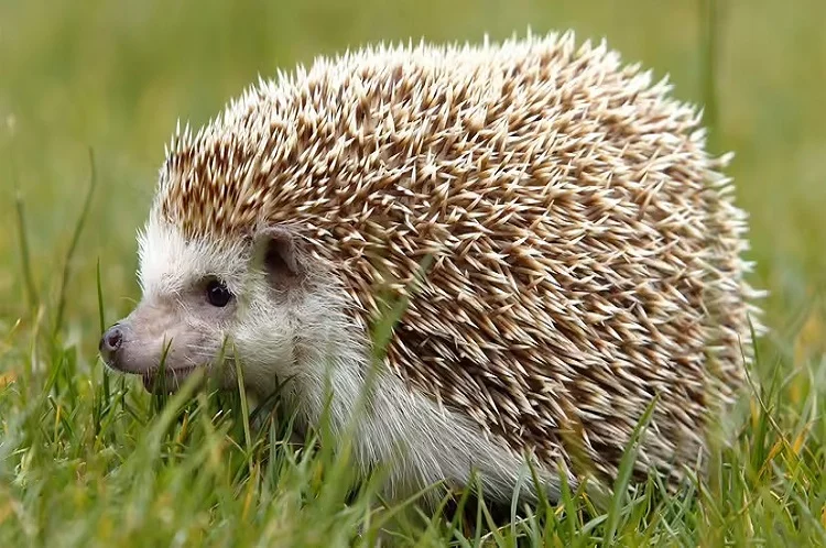 Hedgehogs - Animal with Spikes