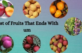 List of Fruits That Ends With um