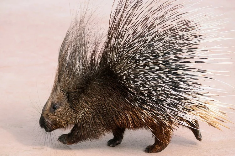 Porcupine - Animal with Spikes