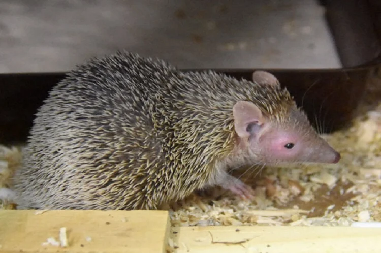 Tenrec - Animal with Spikes