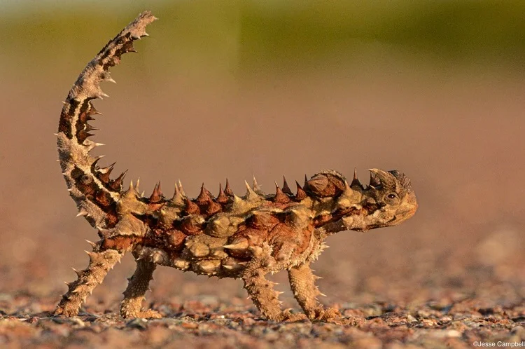 Thorny Devil - Animal with Spikes