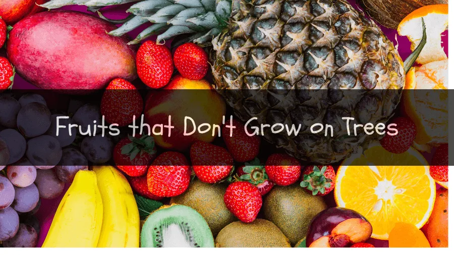 Fruits that Don't Grow on Trees